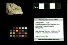 Foto (Objekt + Etiketten) von Cracensigillatus acutirostrus (Moericke, 1889) 